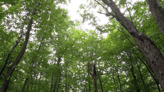 Bois-de-Saraguay Nature Park