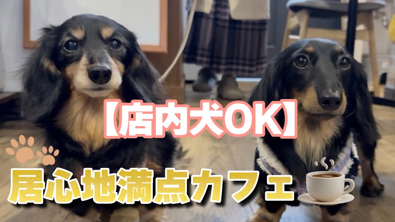 【店内犬OK】常連犬と行く、居心地よすぎる行きつけカフェ