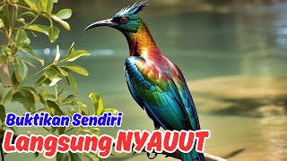 Teknik Masteran Murai Batu agar Murai Muda Cepat Jinak