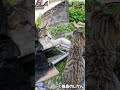 先輩からのよしよし #shorts #猫 #cat #cats