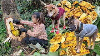 The girl and her dog went into the woods and unexpectedly found a beehive with delicious honey.