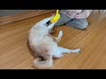 猫のように遊ぶ柴犬