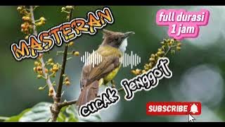 Masteran Cucak Jenggot Gacor | Cucak Jenggot betina gacor