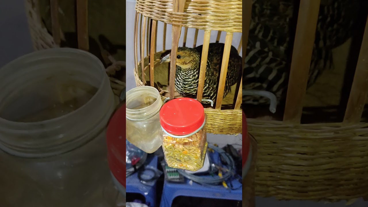 Đa đa mái tắm cát buổi đêm