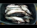Kayak Fishing - How to Catch Herring - The Silver Darlings