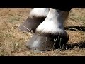 🐴Horse Hoof Cleaning Horse Hoof Care Tips HOOF TRIMMING 🐴