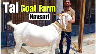 The Biggest Goat of Navsari at Tai Goat Farm, Alipore