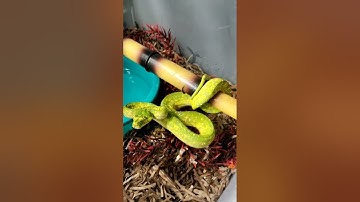 green tree python strikes! (biak)