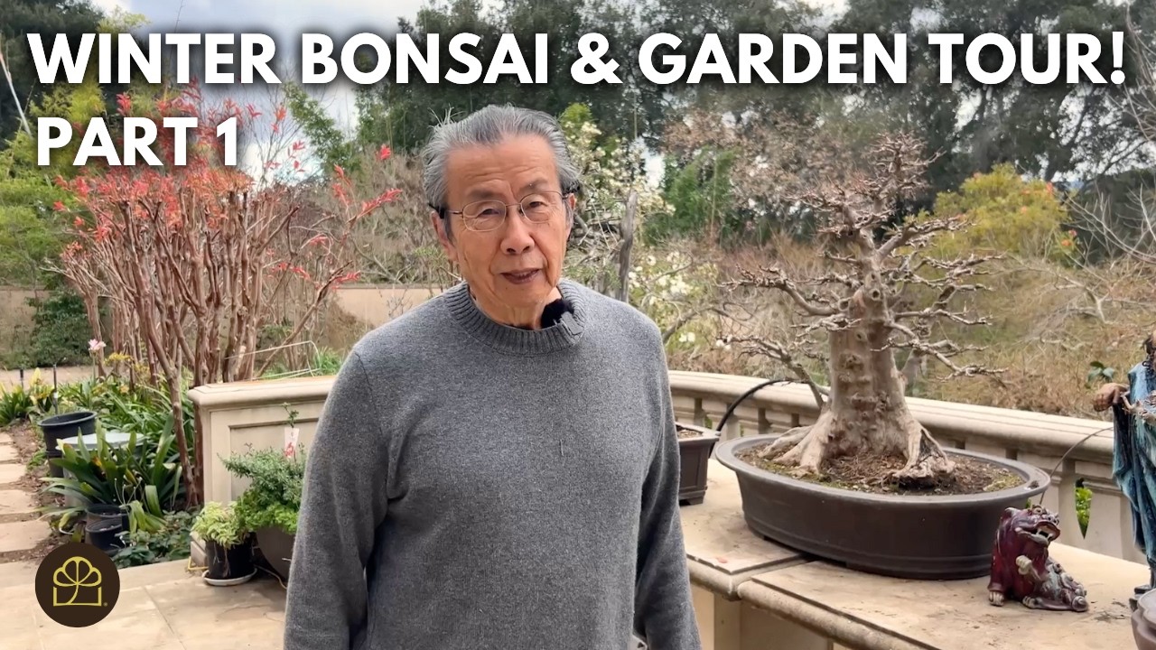 Экскурсия по саду (Часть 1): Делимся радостью — прекрасные деревья и несколько моих любимых бонсай.