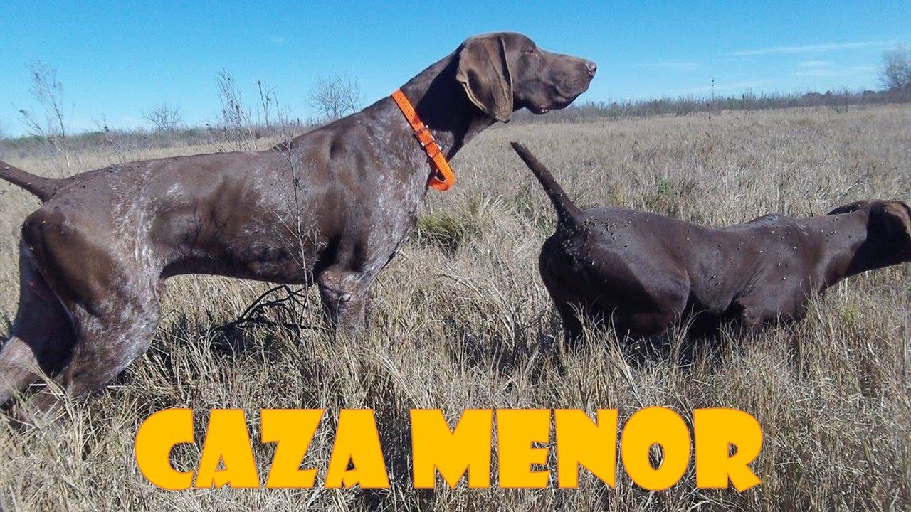 CAZA DE PERDIZ ARGENTINA 