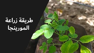 طريقة زراعة شجرة المورينجا .... Cultivation of Moringa seeds