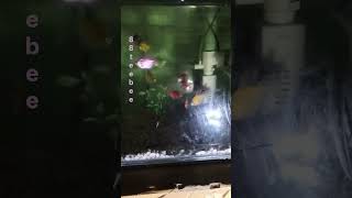 Aquarium fishes#tetra#petfish