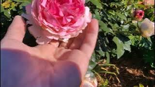 Surprisingly the free standard roses I got from Marketplace. 