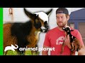 Dan Breaks Protocol To Save An Injured Baby Goat | Saved By The barn