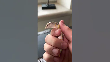 Аптечный сцинк Перри полинял об кактус
