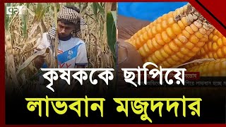 ভুট্টার আবাদ বাড়লেও দাম নিয়ে অসন্তোষ | Ekattor TV