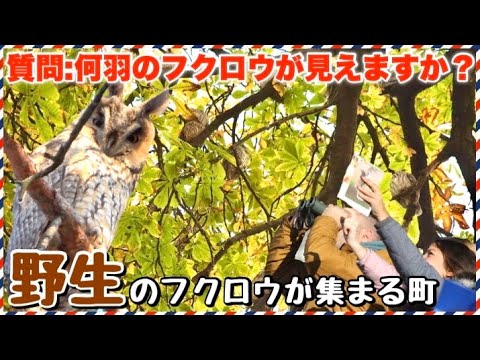 【ふくろう好き必見！】ハリーポッターのような世界！冬に野生のフクロウが何百羽も集まるセルビアの田舎町！