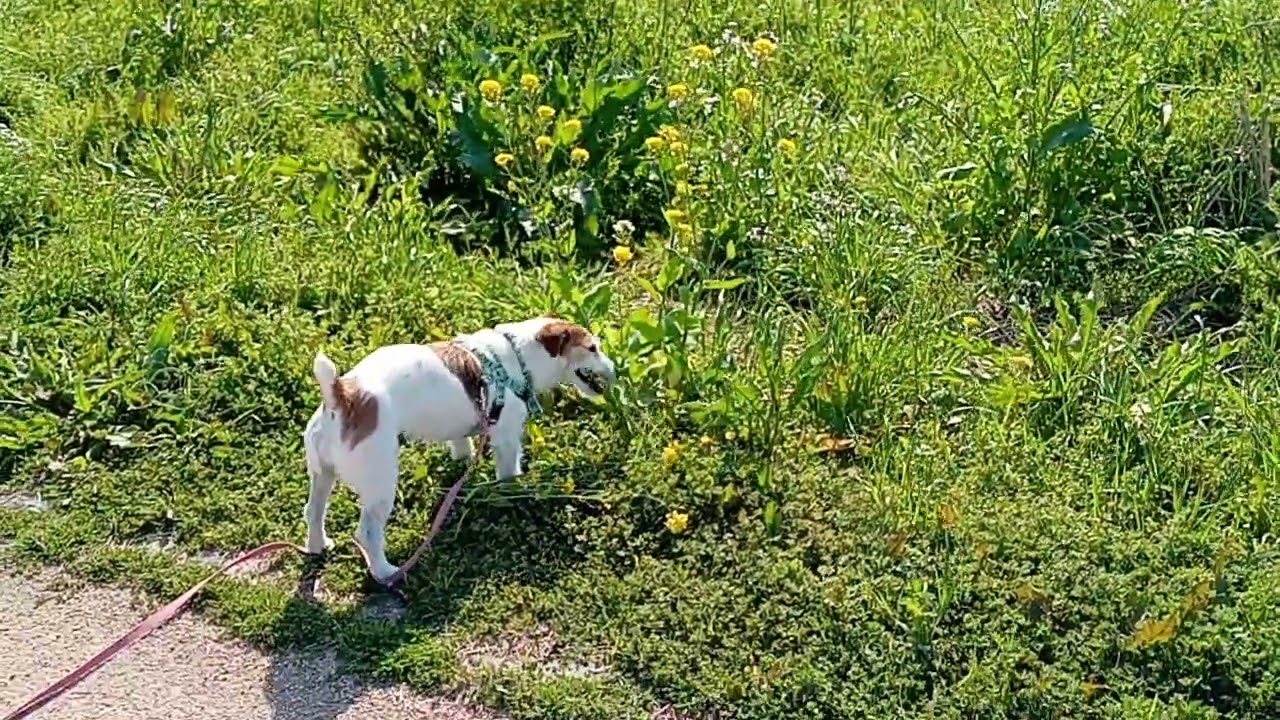 ジャックラッセルさつき日記17