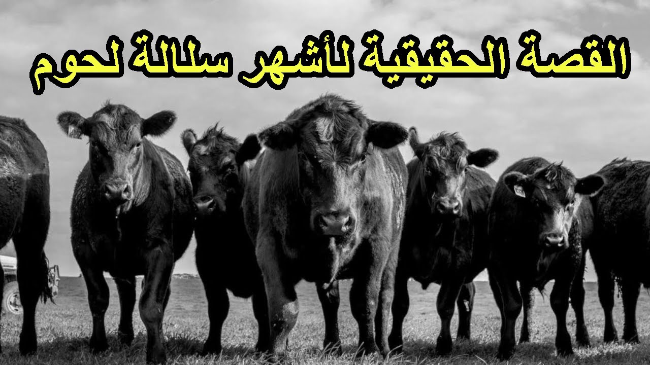 قصة أبقار الأنغوس ... وكيف أصبحت أشهر لحم بقر في العالم؟
