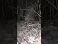 Sus scrofa wild boar#wildlife #naturesvoice #mammals