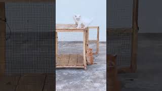 Kittens cute playing . Fight tom and jerry #foryoupage❤️❤️ #kittens #brown #white #cat