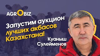 Содержание и откорм Акбасов. Как улучшить генетику Казахской Белоголовой породы? | Шалабай | Eldala