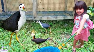 Menangkap Burung Burak-Burak Kaki Panjang Yang Nyasar Di halaman Belakang Rumah Raline