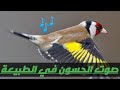 تغريد طائر الحسون في الطبيعة  wild goldfinch in nature