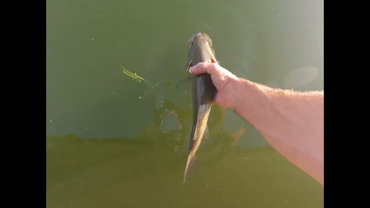 ⚡️WEATHER PERMITTING ⚡️ MADISON CHAIN BASS FISHING!! #bassfishing