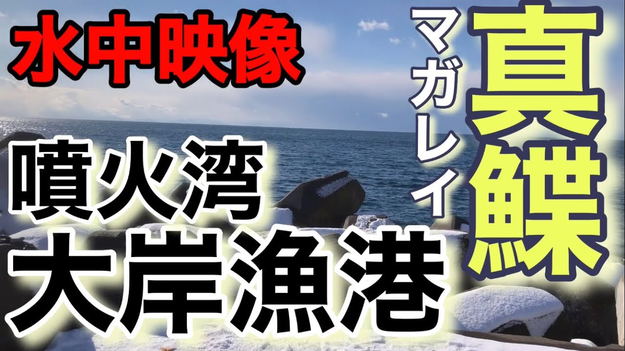 【水中映像・釣り】噴火湾 大岸漁港で初冬のマガレイ釣り！