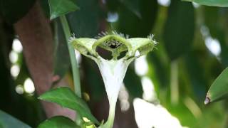 Ceropegia Sandersonii Parachute Plant