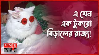 বিড়াল সেজেছে শাহরুখ খান! | Cat Ramp Show | Somoy Entertainment