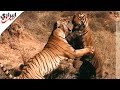 نمر ضد نمر معركة شرسة