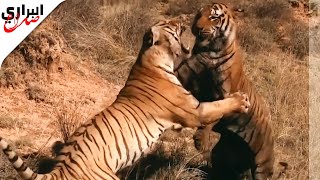 نمر ضد نمر | معركة شرسة