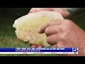 Photographer's Perspective: 'Bee'-hind the lens    Removing an active bee hive