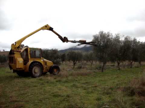 Mechanical prune olive trees 2011