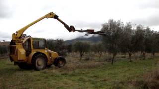Mechanical prune olive trees 2011