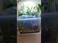 Low Budget Betta Fish Setup 🐠🔥 | Betta Acclimation #aquarium #fish #bettafish