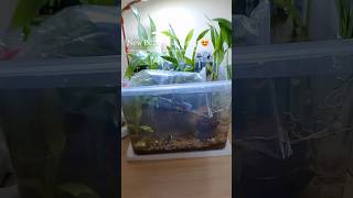 Low Budget Betta Fish Setup 🐠🔥 | Betta Acclimation #aquarium #fish #bettafish