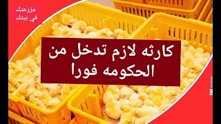 كارثة حقيقية في اسعار الكتاكيت بورصه الثلاثاء نمنا و صحينا علي انفجار جديد و إرتفاع مرعب  للفراخ