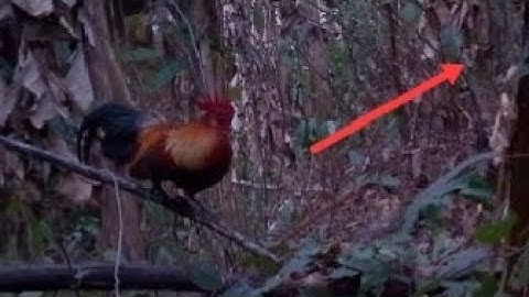 dib qaib qus tuaj zoo kg li ต่อไก่ป่า