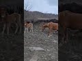 Дорога домой по горным тропам Алтая.