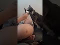 CAT EATS MY BEEF JERKY