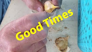 Garlic Planting Time