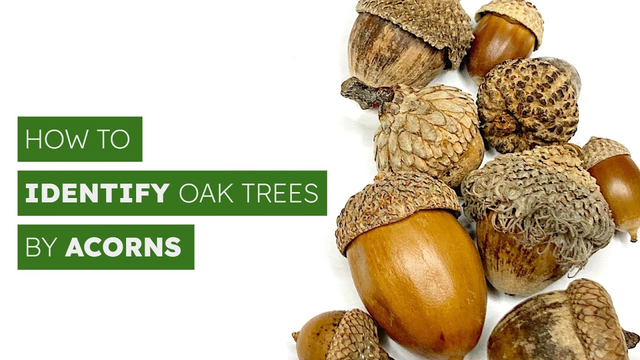 How to Identify Oak Trees by Acorns 