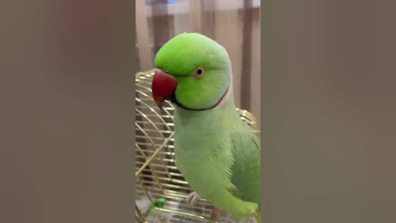 попугай рчичи и тоша купання. говорящий ричи. волнистый попугай риччи. говорящий ожереловый попугай ричи. говорящий ричи.