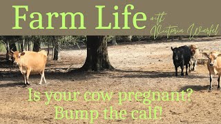 Is your cow pregnant? Bump the calf! Net Worth