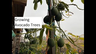 Growing Avocado Trees