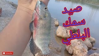 صيد سمك البلطي خنيني في الكنج 2019 Nasr Shepl