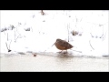 American Woodcock shows off dance moves